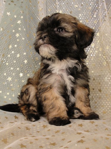 Male Lachon(Lhasa Bichon) puppy for sale #2 Born December 7, 2011